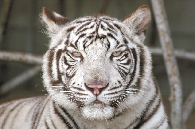 whitetiger.jpg